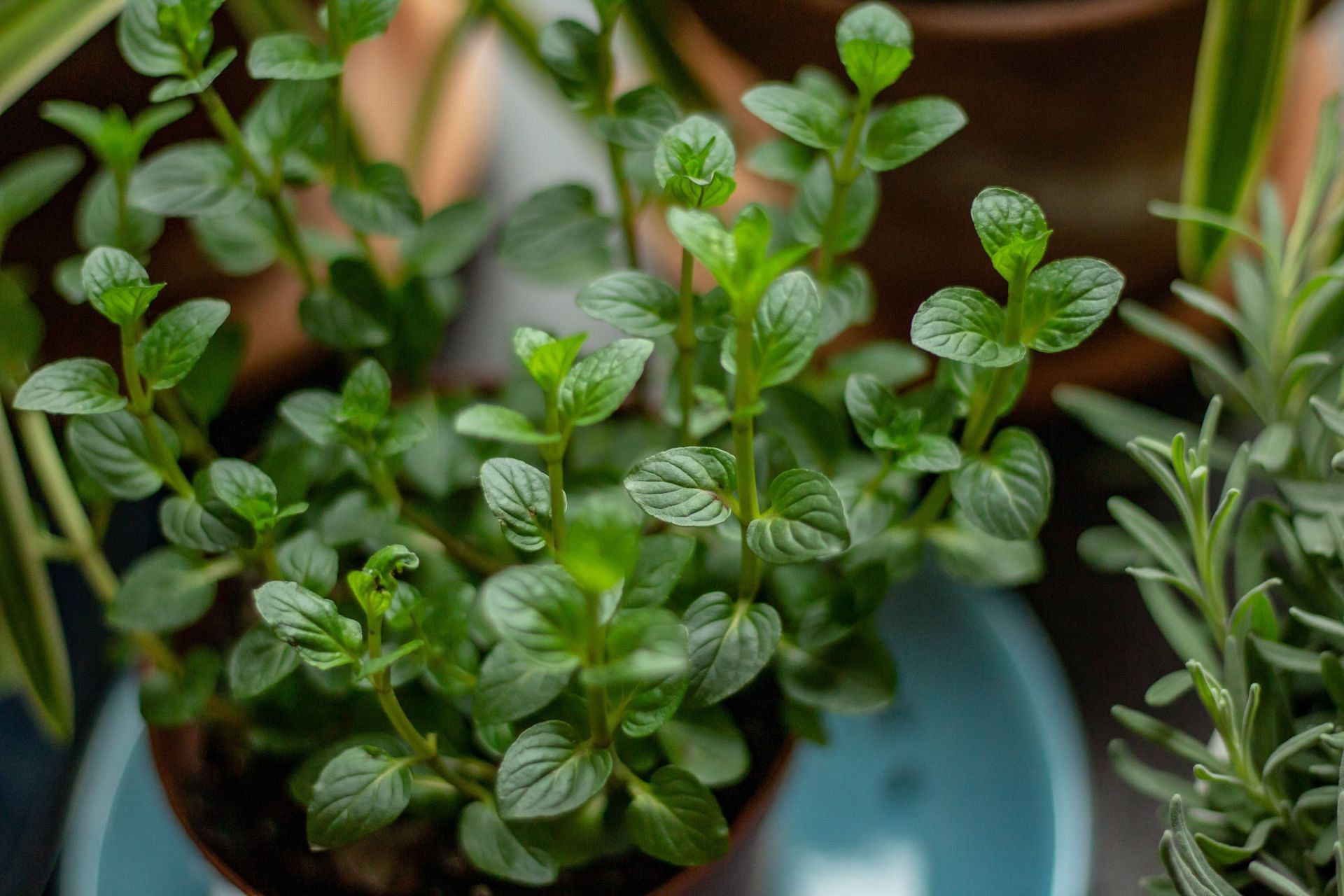 Peppermint (Sportskeeda)